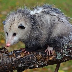 Meet your Posher, Hailey